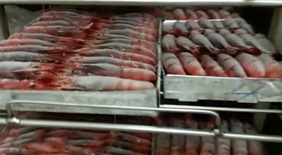 6. Ultracongelación