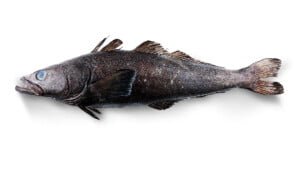 merluza negra